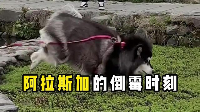 阿拉斯加的倒霉时刻，原谅我笑出猪叫！