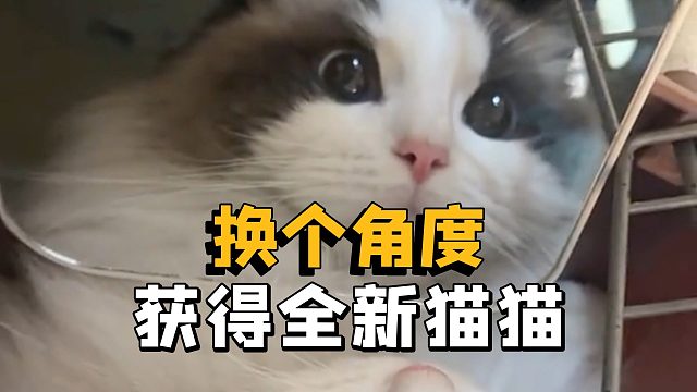 你以为小猫很凶，其实只是角度不对