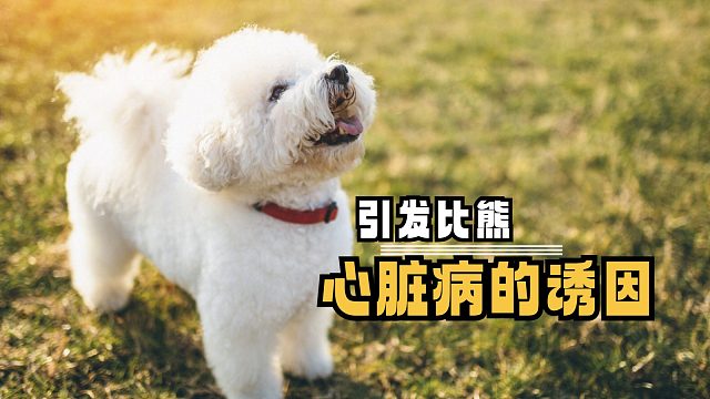 比熊心脏病，是什么原因导致的