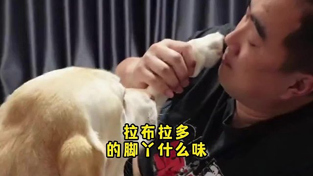 拉布拉多脚丫的气味，有人讨厌有人很爱！