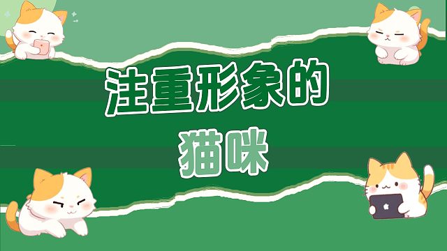 这小猫还挺正经的，相当注意自己的形象！