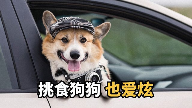 开饭秒冲刺，都怪这款狗粮太上头