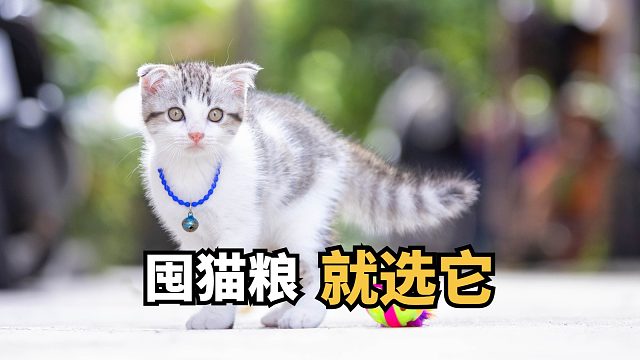 别纠结！适合囤货的猫粮来了