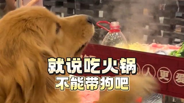 就说吃火锅不能带狗吧，看给人家馋成啥样了！