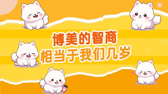 博美的智商，相当于人类的几岁？