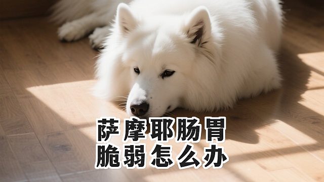 萨摩耶家长速看！解决肠胃脆弱的实用攻略