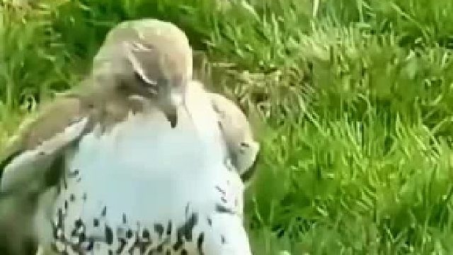 看了三遍才发现是假的，老鹰以后捕鸭子不得有心理阴影啊