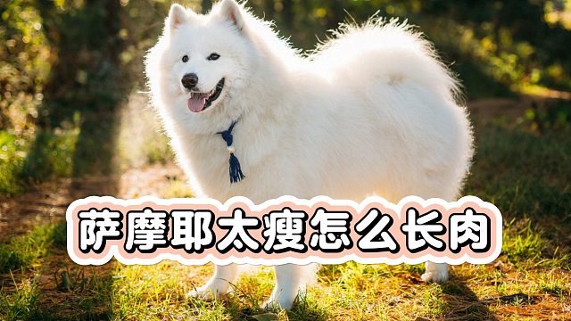 萨摩耶太瘦怎么长肉