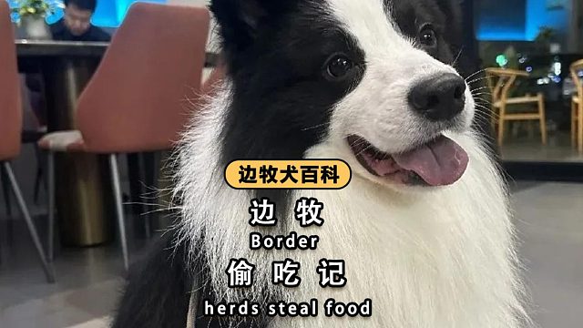 边牧：我可以忍受被骂，但忍不住不吃！