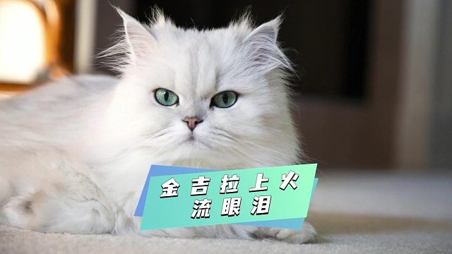 金吉拉上火流眼泪，资深铲屎官都这么做