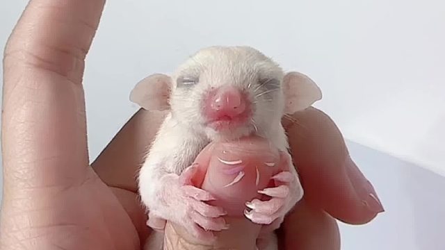 这家伙乖得像个小摆件