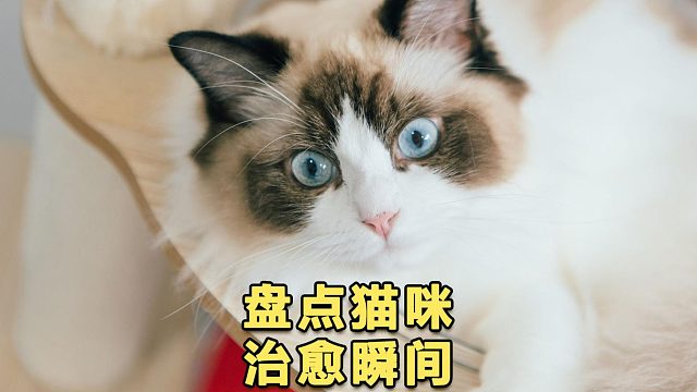 盘点猫咪治愈瞬间