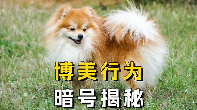 博美行为暗号大揭秘，这些动作你读懂几个？