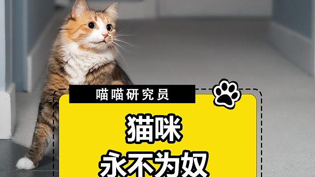 本来挺心疼的，结果是猫咪恶霸