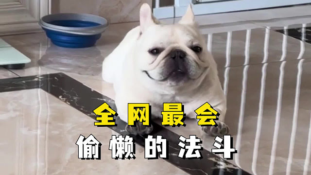 全网最会偷懒的法斗——金角大王！