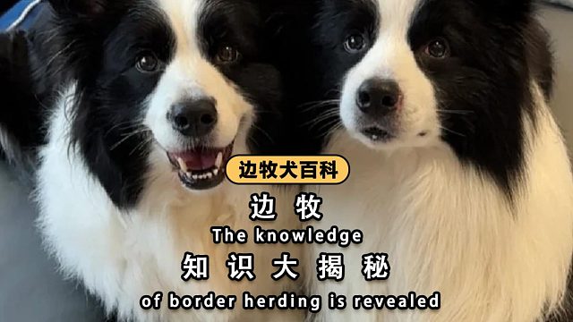关于边牧，你可能并没有了解透！