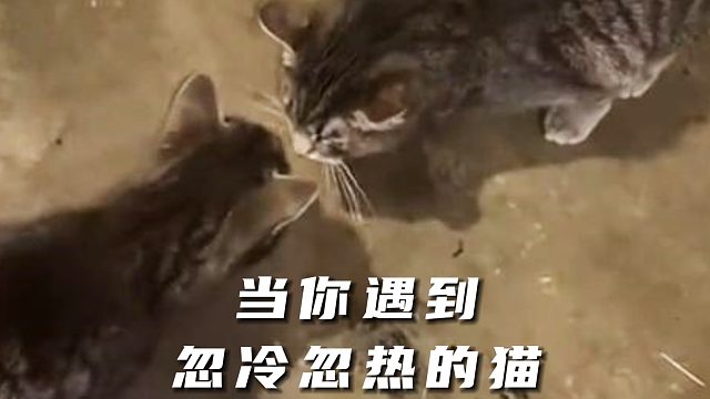 怪不得对我忽冷忽热，原来是有两只猫啊