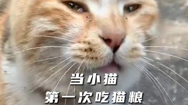 当小猫第一次吃猫粮，这是什么人间美味