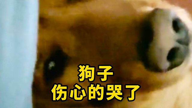 狗子伤心的哭了，这是什么原因？