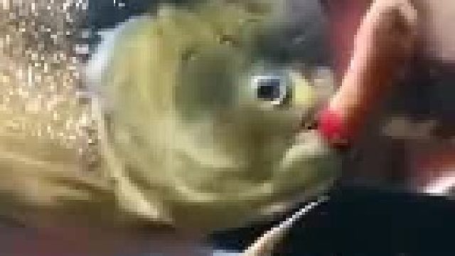 食人鱼对付黄鳝，像吃面条