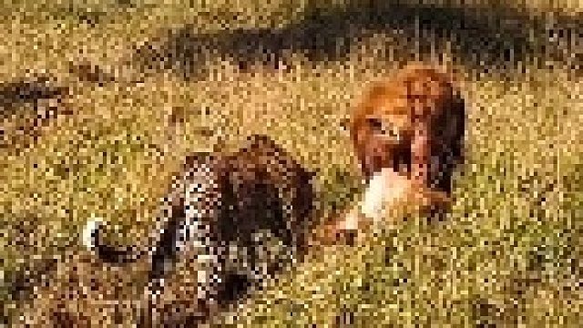 花豹试图从鬣狗口中夺回食物，最后被鬣狗赶跑