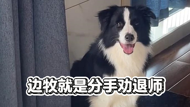 情侣养边牧还想分手？先过狗届诸葛亮这关！