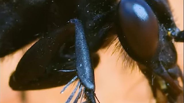 沉浸式观看-金轮蜘蛛的"逃命之旅"。【大自然与动物的美|中英 双语字幕】