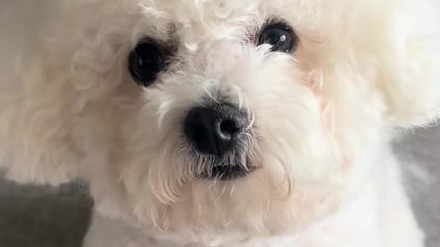 有些狗一看就知道是男是女