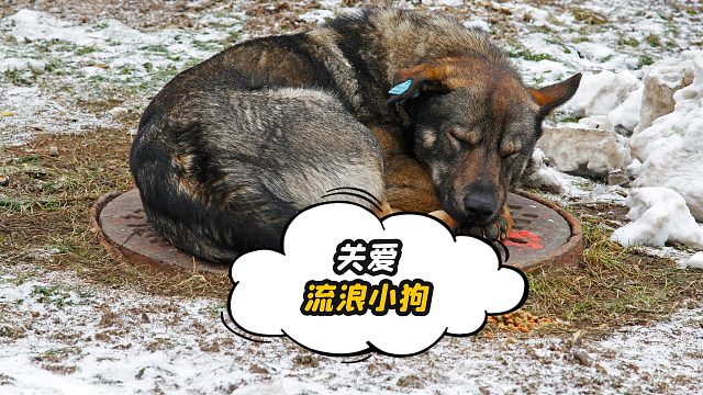 为什么要偷走？这是小狗用来代替后腿的小车