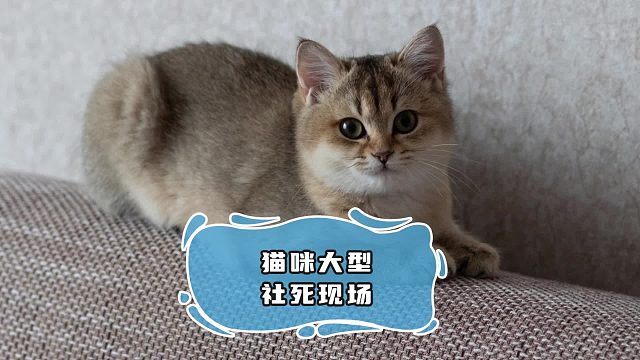 盘点猫咪的社死瞬间，隔着屏幕都感觉到尴尬