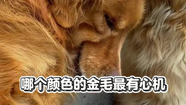 屎黄色金毛最有心机，实至名归