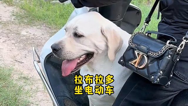 拉布拉多坐电动车，最终受伤的是主人！