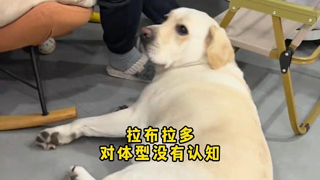 拉布拉多对自己的体型，一点认知都没有