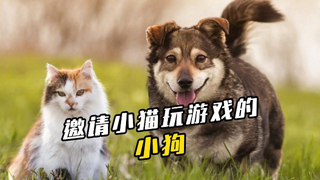 邀请小猫玩游戏的小狗有多可爱？一眼心动