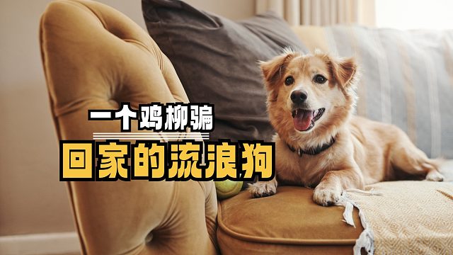 狗狗的幸福肉眼可见，被爱会疯狂长出血肉