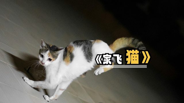 猫：给我干哪来了，刚还在床上