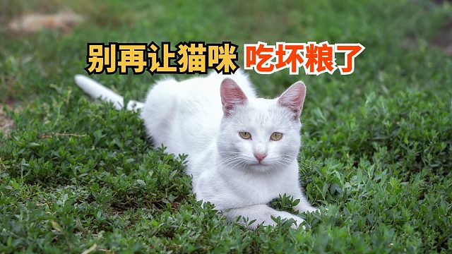 告别杂牌粮，助力猫咪健康干饭