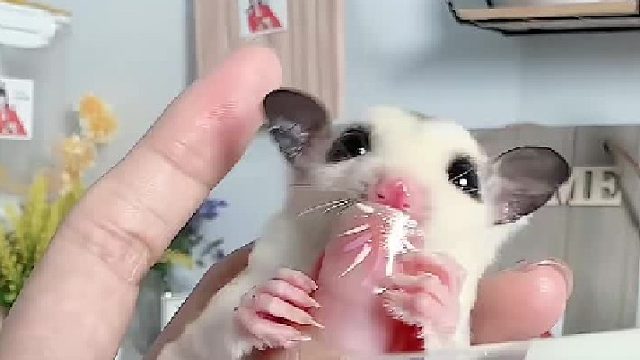 白金弟弟，吃饱去新家啦