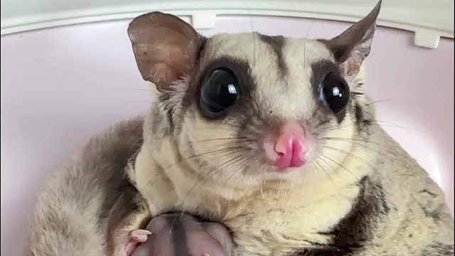 万物皆有灵母爱不分物，它们虽无法言说确用实际行动诠释着母爱，呵护着自己的幼崽哺而无求