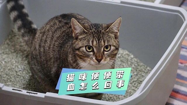 当猫咪便便带血，这些缘由要清楚