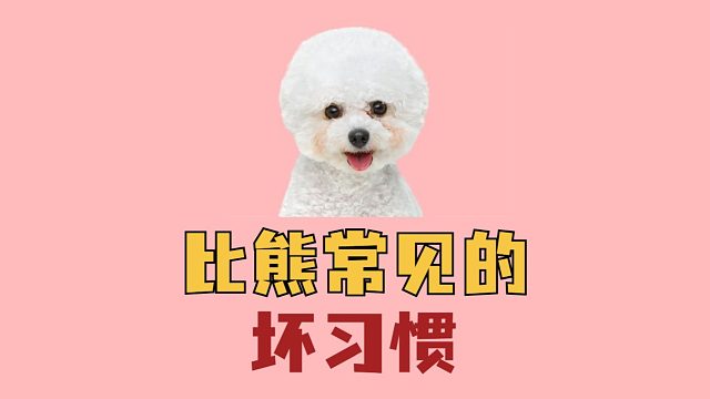 养比熊才懂！这些坏习惯太磨人