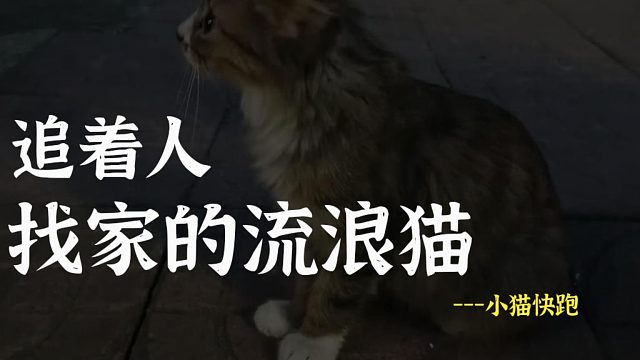 因怀孕被丢弃的小猫，不停的找人求收养