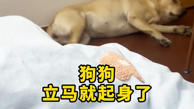 狗狗是听到了什么声音？立马就起身了