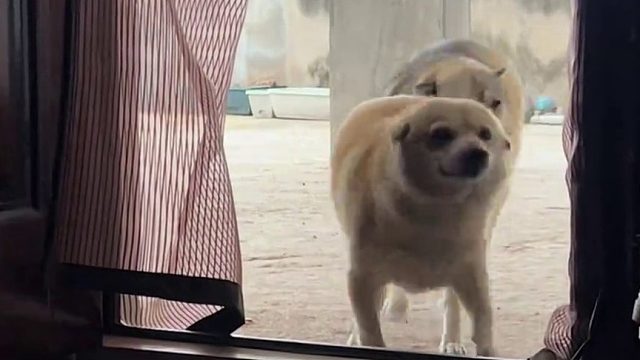 谁家好狗，大周末的也不让睡懒觉呀，是时候克扣零食了