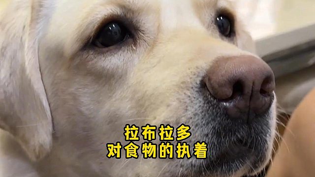 拉布拉多的贪吃是发自灵魂的，对食物超执着
