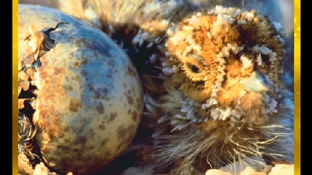 沙鸡每天往返200公里取水，只为给雏鸟带来甘甜的泉水。