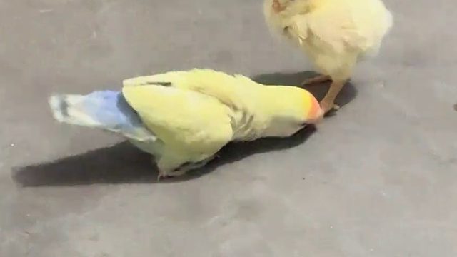 这只小鸡看上去不太聪明的样子