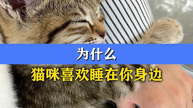 猫咪喜欢睡在你身边，这是什么原因？