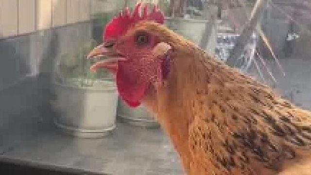 母鸡呆呆的进化进行曲