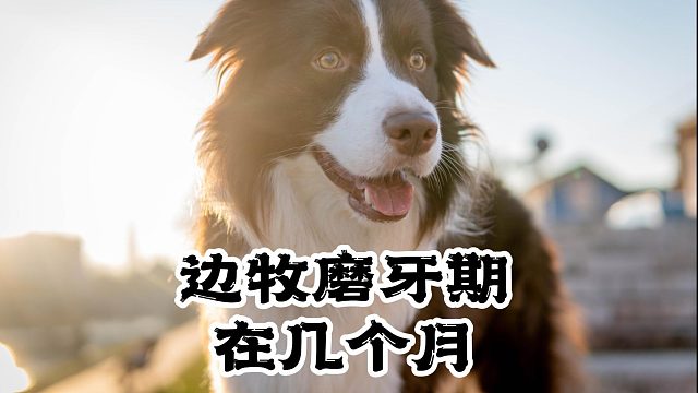 揭秘：边牧多大会迎来磨牙期呢？